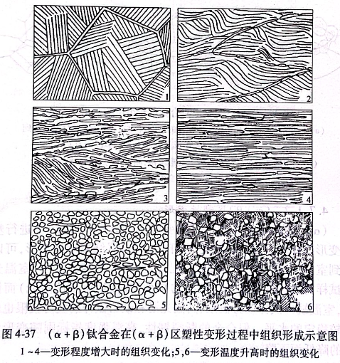 （α+β）钛合金在（α+β）区塑性变形过程中组织形成示意图